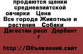 продаются щенки среднеазиатской овчарки › Цена ­ 30 000 - Все города Животные и растения » Собаки   . Дагестан респ.,Дербент г.